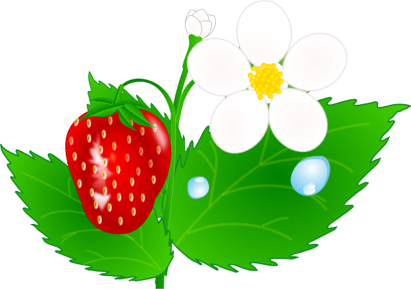 Strawberry Flower Jh Clip Art At Clker Com   Vector Clip Art Online