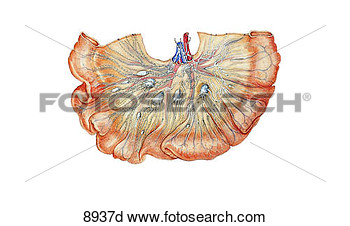 Clipart   Lymph Vessels And Nodes Of The Small Intestine Unlabeled