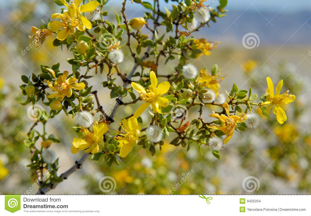 Creosoto Bush Que Floresce No Death Valley Imagens De Stock   Imagem