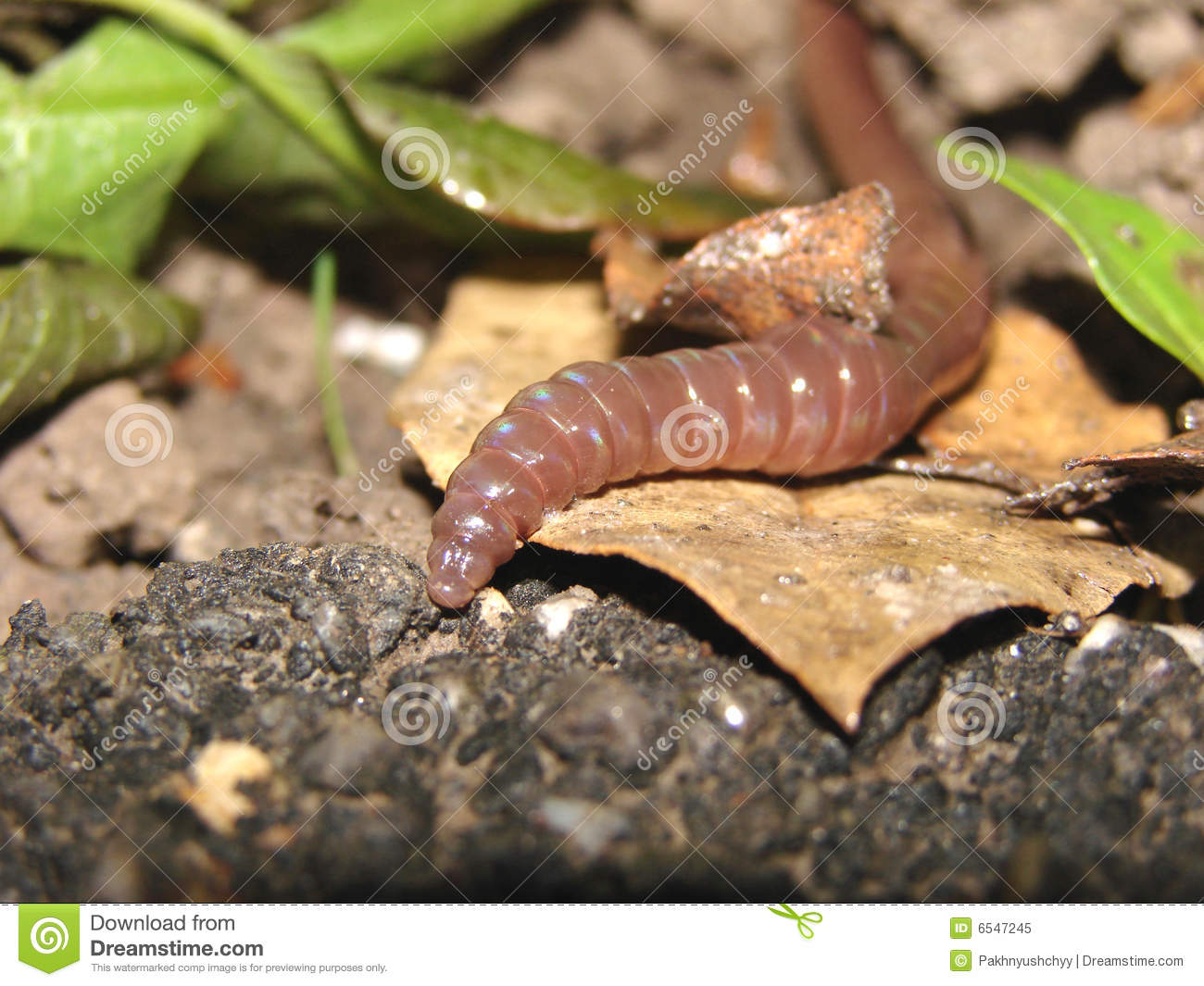 Macro View Of An Earth Worm Moving Through The Soil 