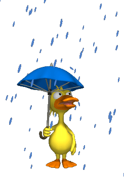 Rainy Duck