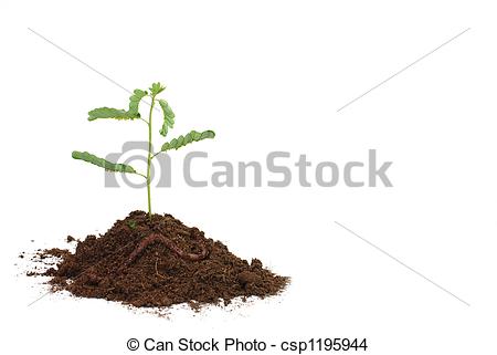 Stock Photo Of Seedling In Soil With Worm Isolated On White Background    