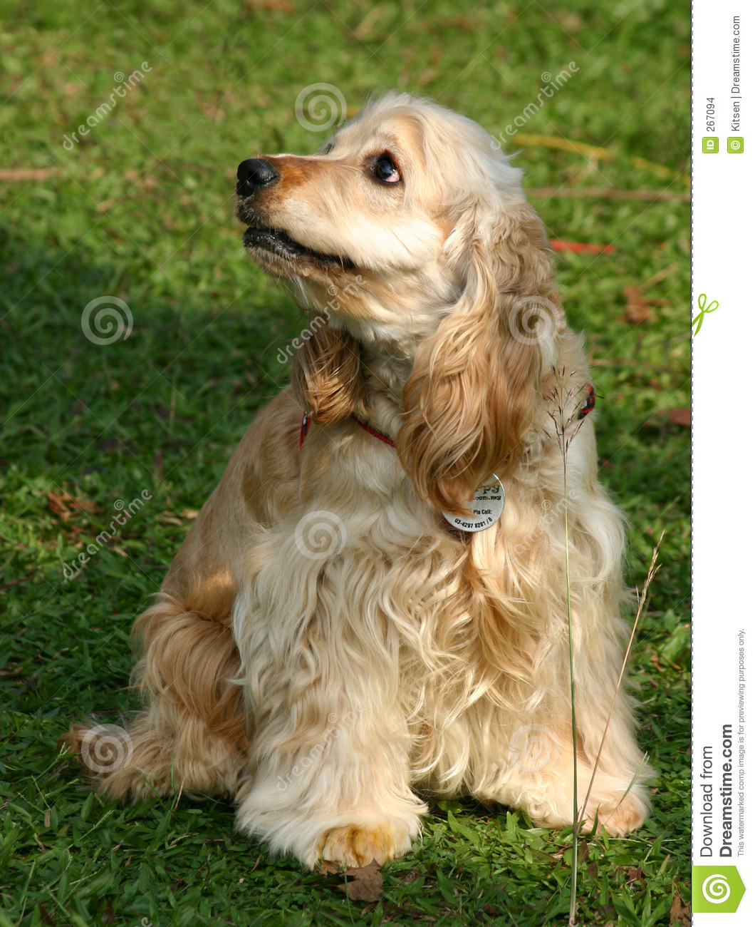 American Cocker Spaniel Resting In The Shade At A Dog Show