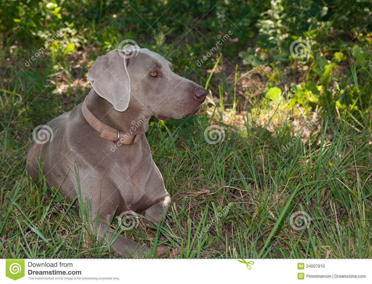 Beautiful Weimaraner Dog Resting In The Shade Stock Photo   Image    