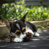 Corgi Puppy In Shade Royalty Free Stock Photography