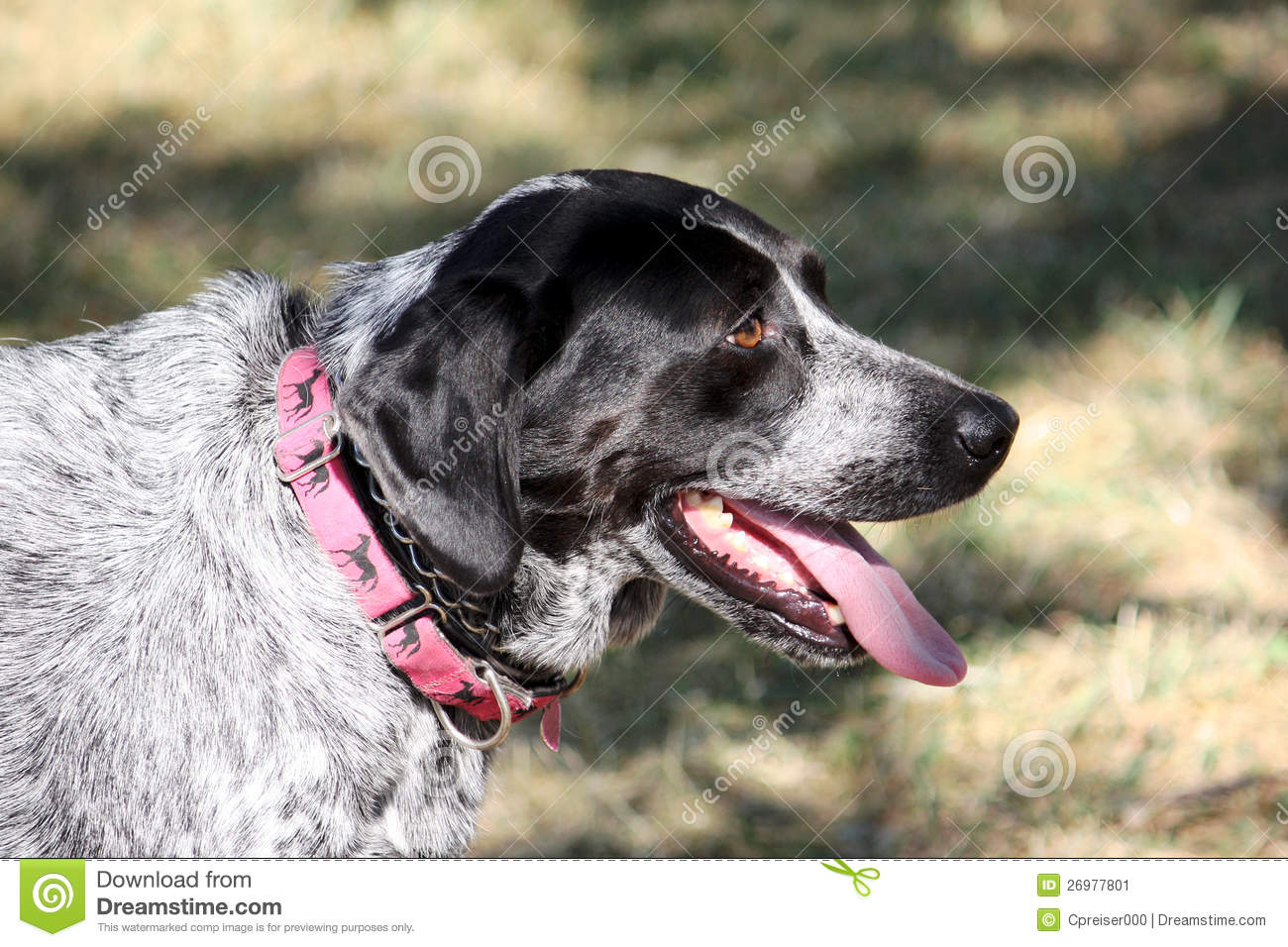 Dog Cooling Off In Shade Stock Image   Image  26977801