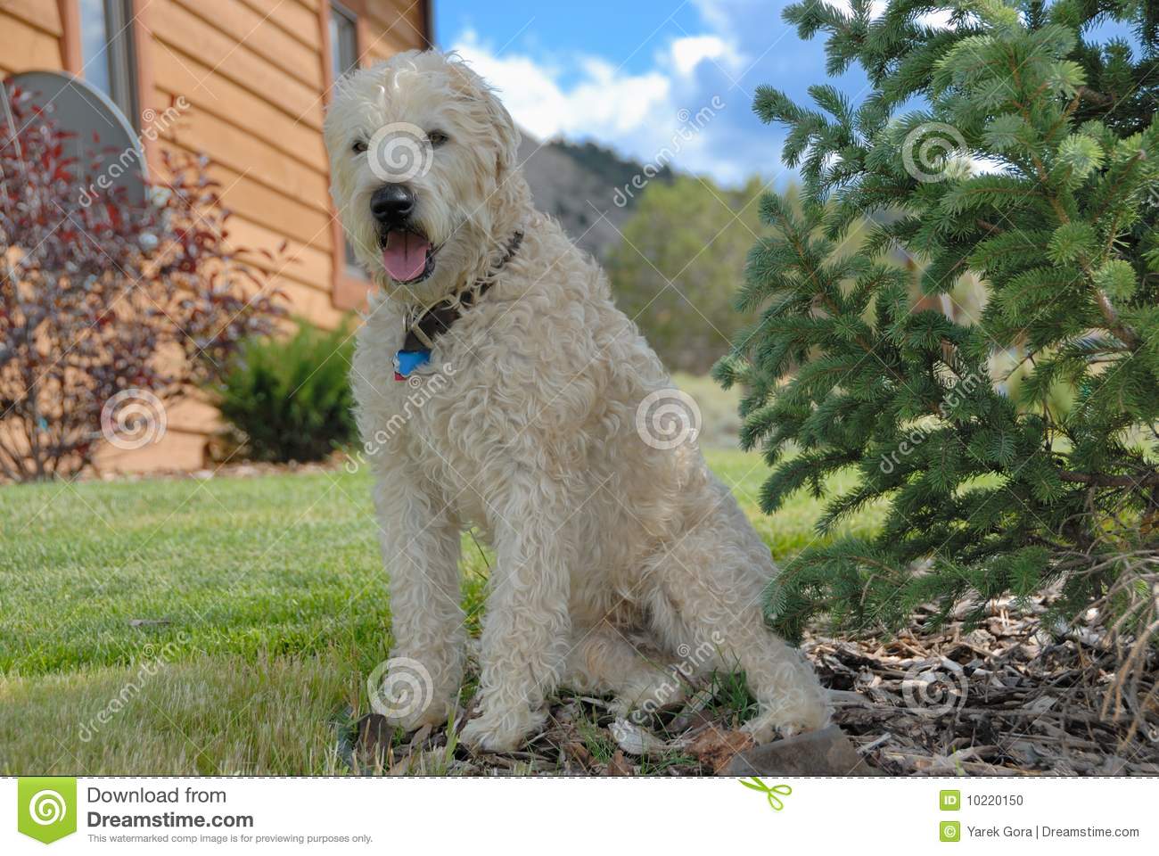Dog In Shade Stock Photo   Image  10220150