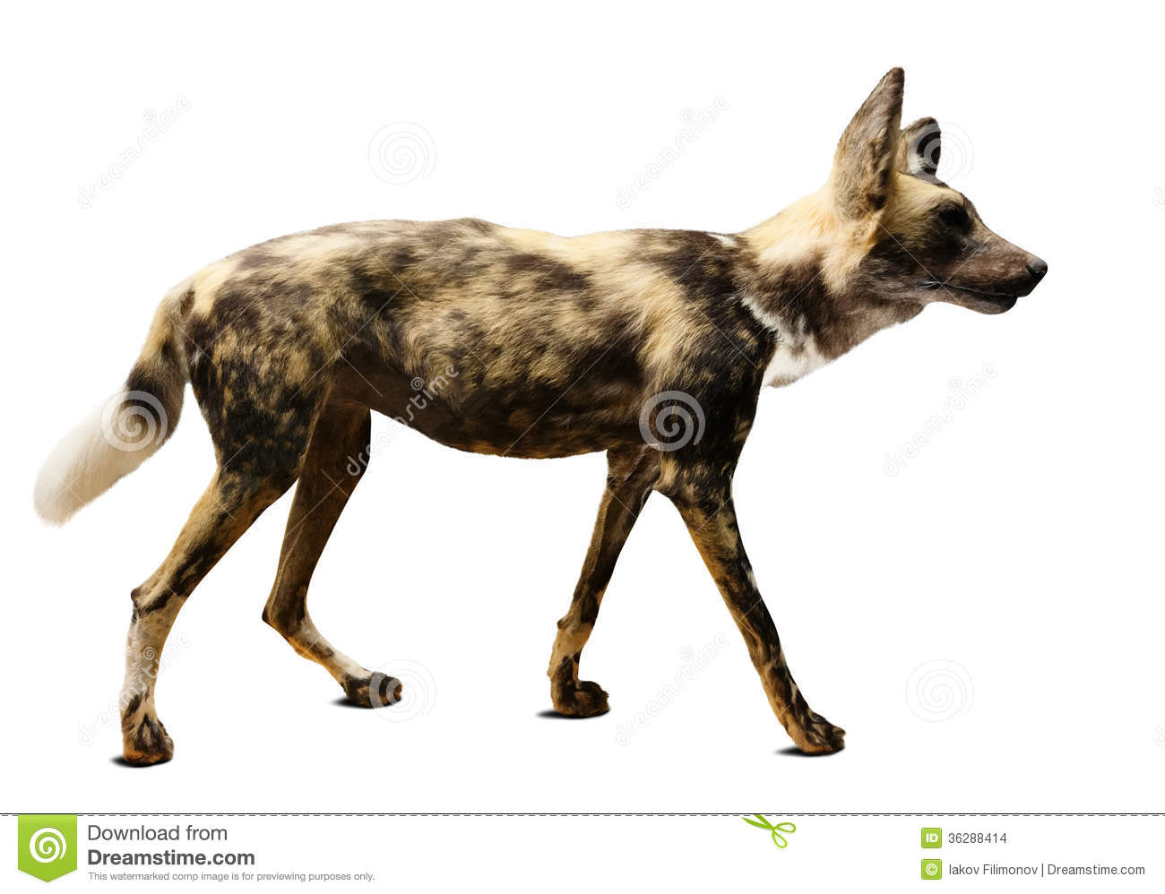     Dog  Lycaon Pictus   Isolated Over White Background With Shade