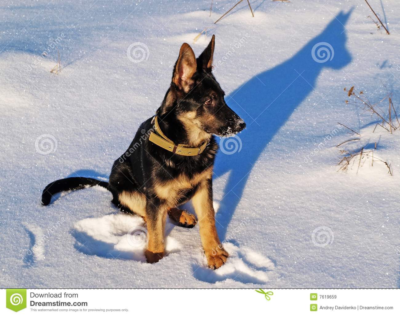 Dog To Ball And His Shade  Royalty Free Stock Images   Image  7619659