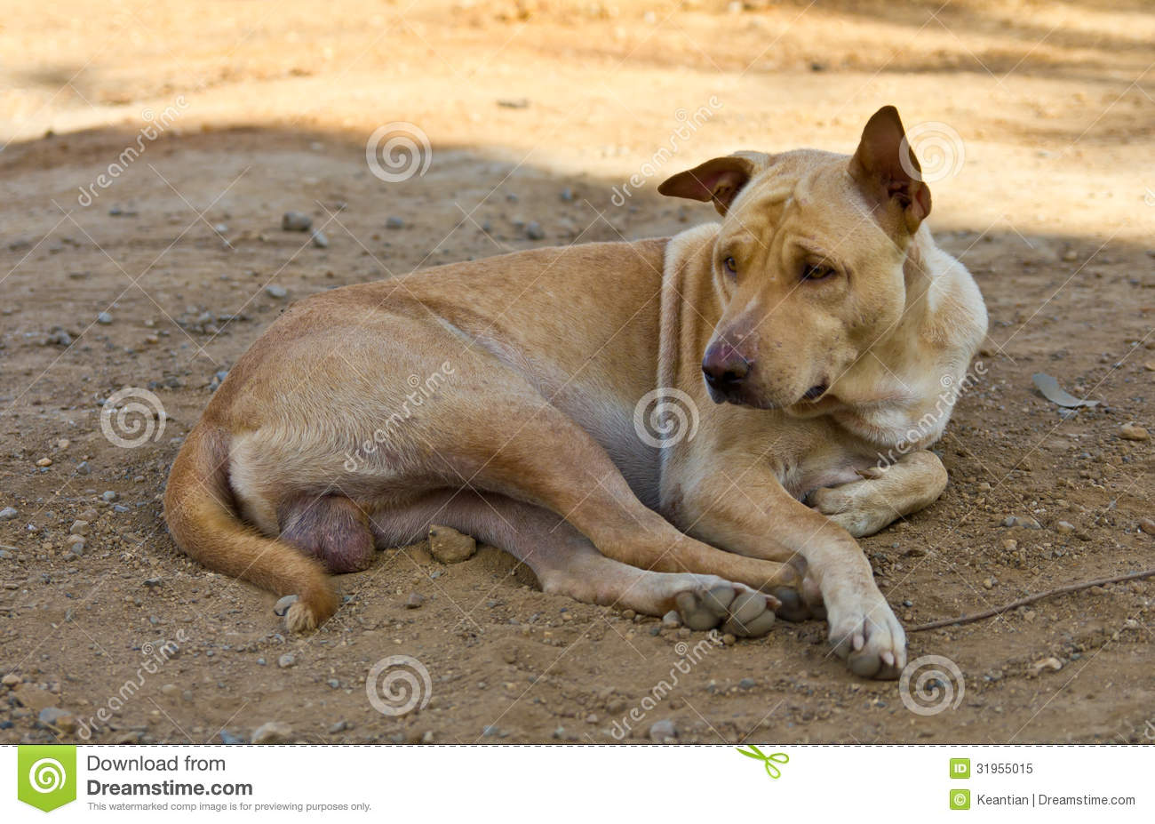Homeless Stray Brown Dog Lying On The Ground Under The Shade And Have    