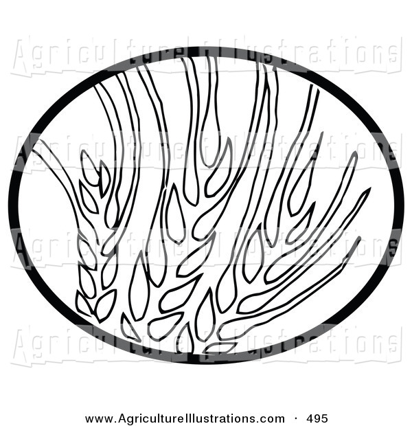 Agriculture Clipart Of A Black Oval Around A Coloring Page Of Wheat