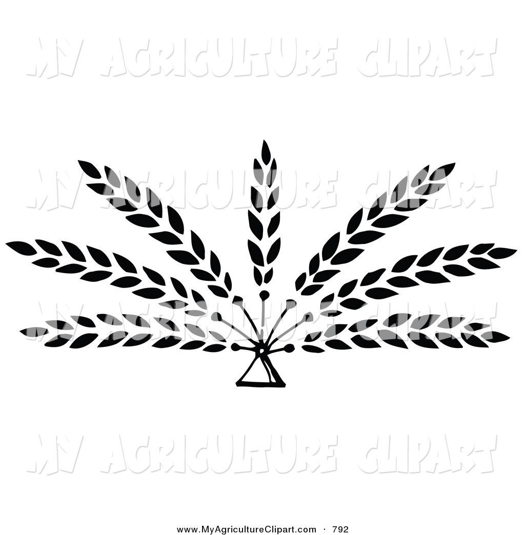 Agriculture Clipart Vector Agriculture Clipart Of 7 Branches Of Wheat