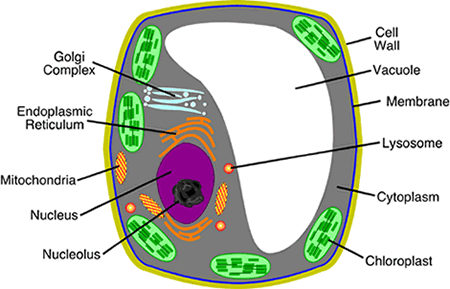 Animal Cells And Plant Cells   Cell As A Unit Of Life