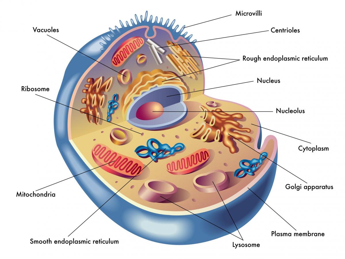 Cell The Nucleus Of Life   Desimd