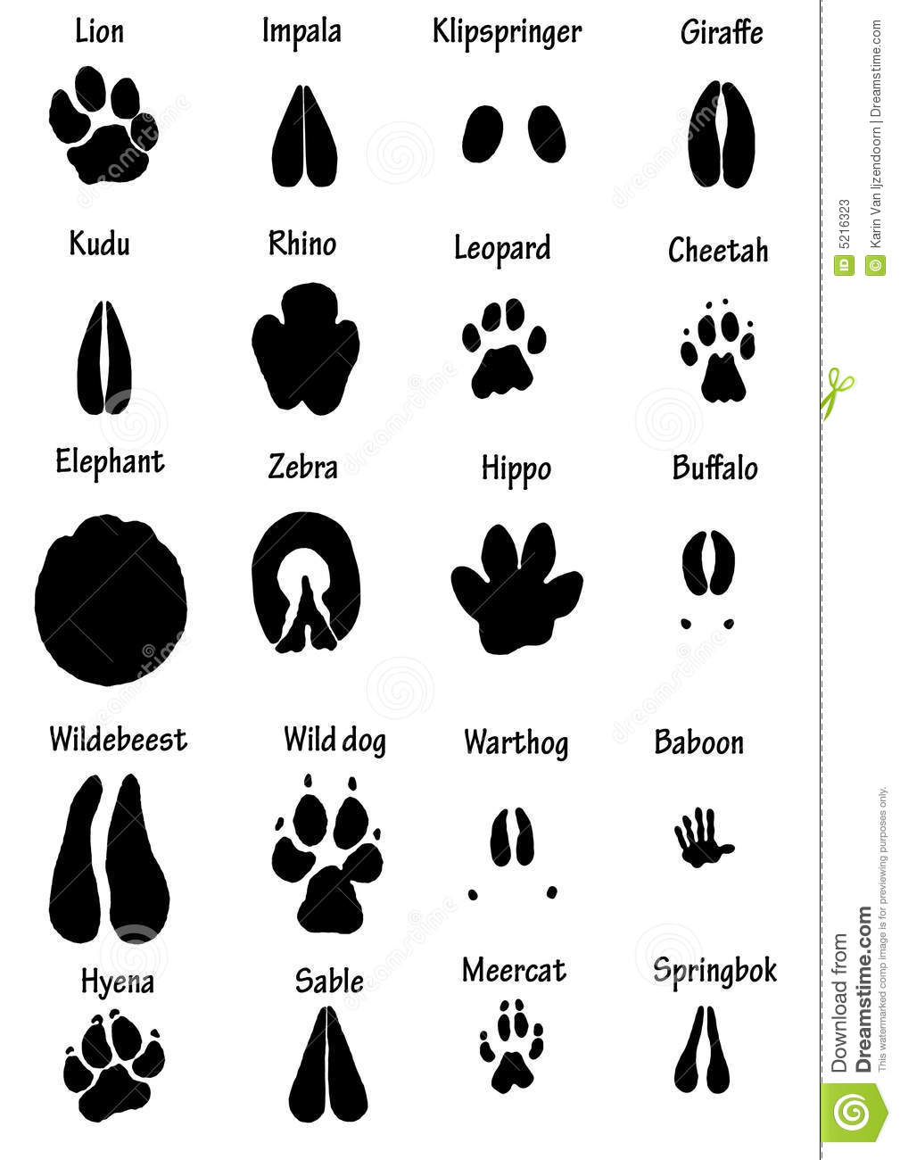 Collection Of Outlines Of African Animal Foot Prints  Lion Impala