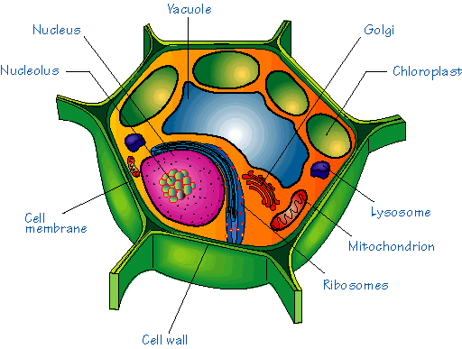 Differences Between Plant Cells And Animal Cells 