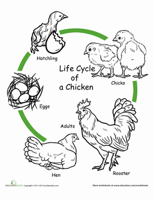 First Grade Life Science Animals Worksheets  Chicken Life Cycle
