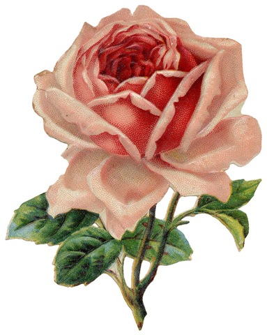 Free Pink Vintage Rose Clip Art