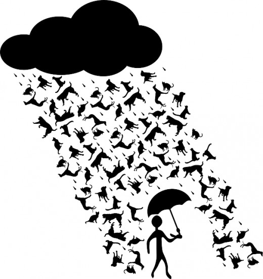 It S Raining Cats And Dogs   Or Is It