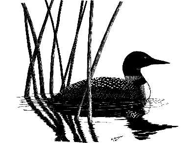 Loon Clipart   Clipart Panda   Free Clipart Images