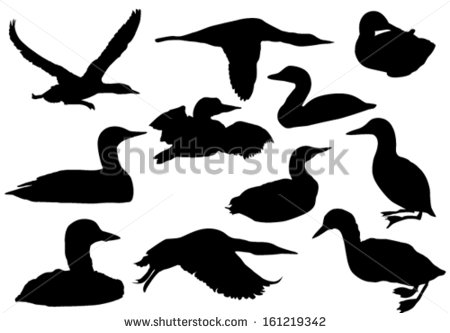 Loon Silhouette Clip Art Loon Silhouettes   Stock