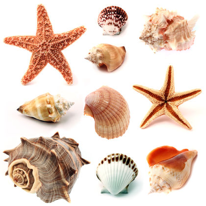 Mollusks   Body Used Water Process Life Animals Oxygen Air