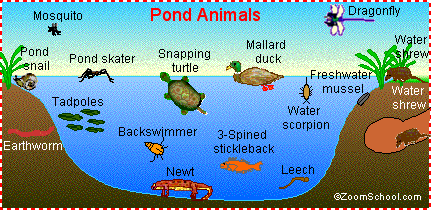 Ponds Are Teeming With Both Animal And Plant Life  Some Animals Live