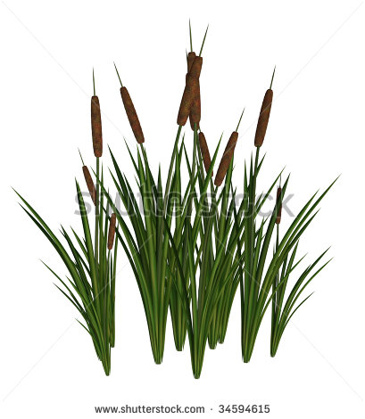 Cattail Silhouette Clip Art Green And Brown Cattails On A