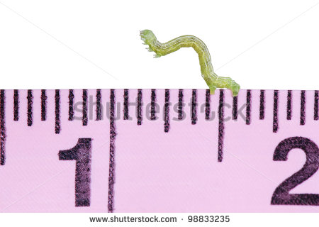     Inchworm Canker Worm On A Pink Measuring Tape Isolated White Clipart