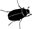 June Bug Clip Art Vector Art Clip Art Animal