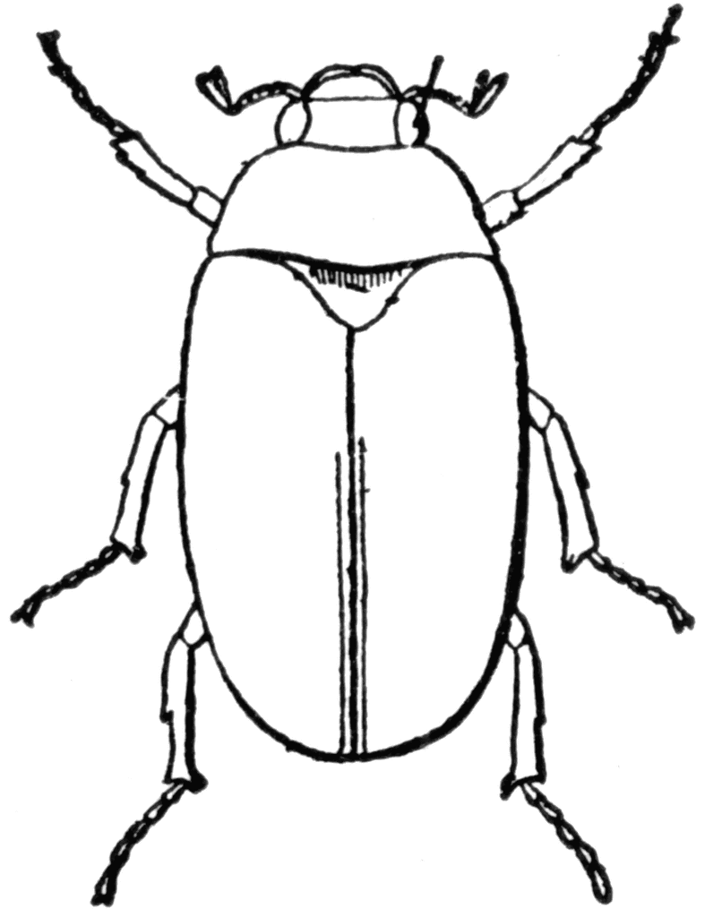 May Beetle   Clipart Etc