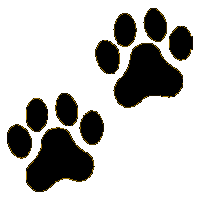 Paws Gif From Grooming Gallery In Marietta Ga 30062   Dog Grooming