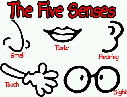 Senses Clipart 5 Senses  5 Senses