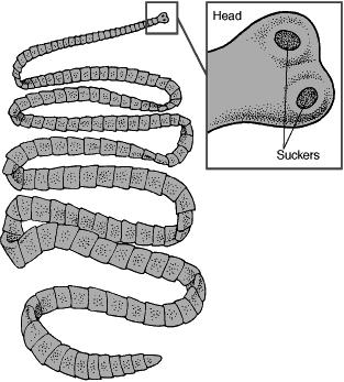 Tape Worm With Ribbon Like Form And Adults Are All Endoparasites In