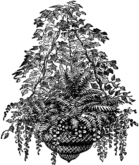 Basket Of Ferns   Clipart Etc