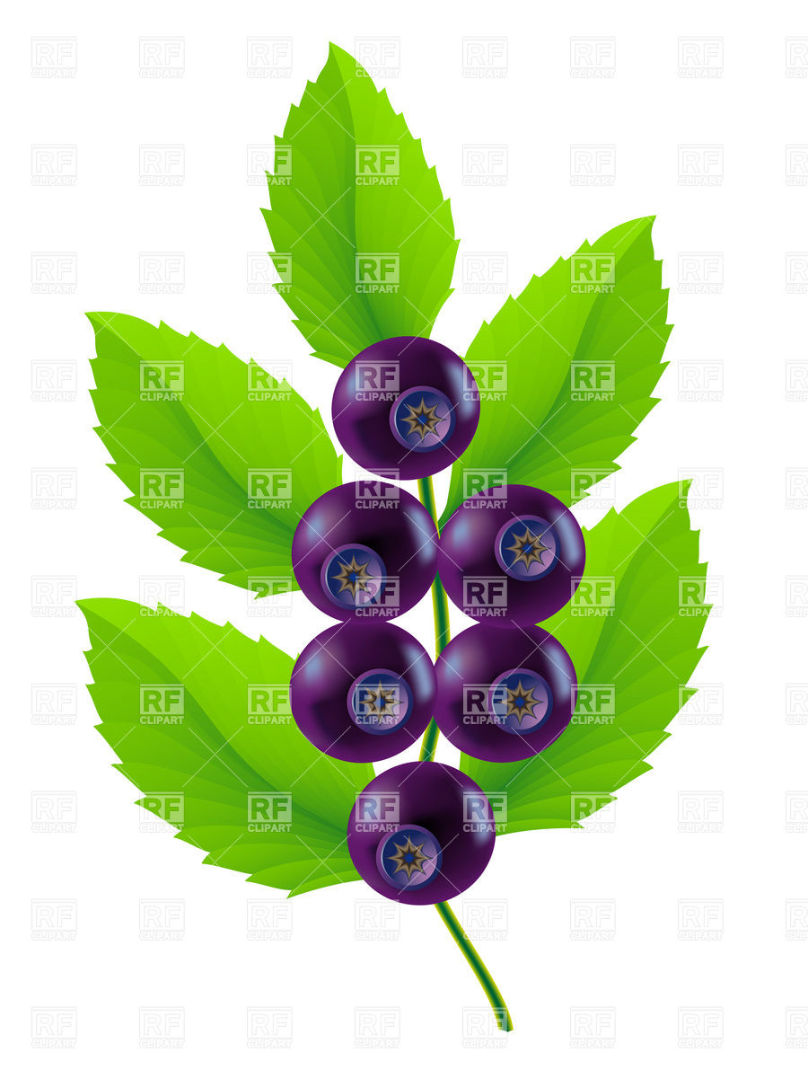 Blueberry Basket Clipart Twig Of Blueberries With Leaves Download    