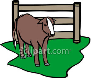 Cow In A Barnyard   Royalty Free Clipart Picture