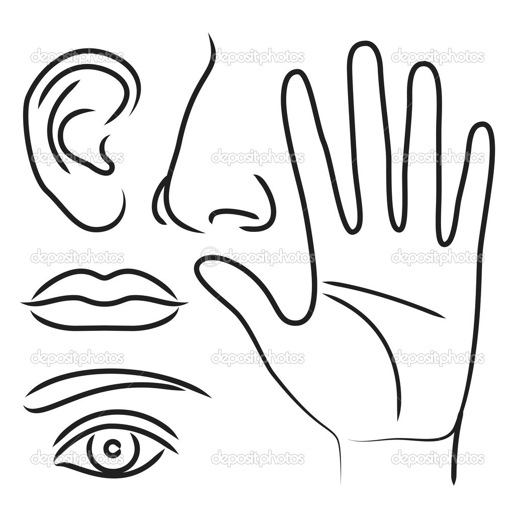 Sensory Organs Hand Nose Ear Mouth And Eye   Stock Vector