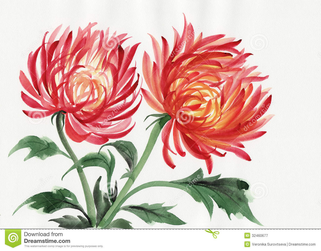 Chrysanthemum Flower Royalty Free Stock Photography   Image  32460677