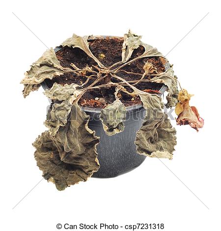 Pictures Of Wither Plant   Withered Plant In A Pot Csp7231318   Search    