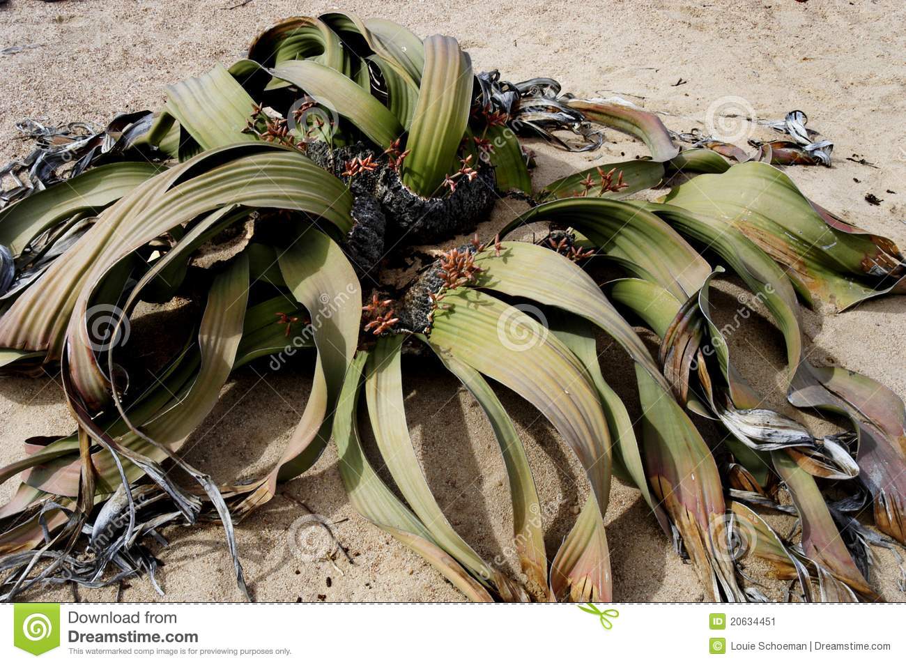 Plant In Desert Sand Stock Image   Image  20634451