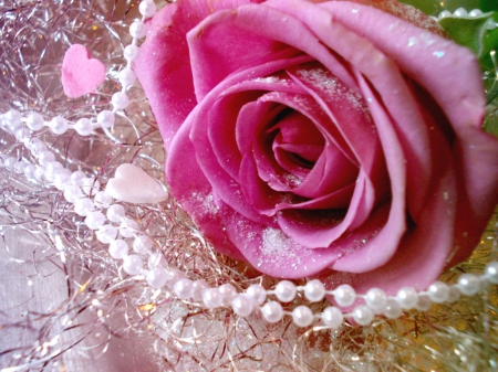 Rose   Pearl   Pink Pearl Rose Flower