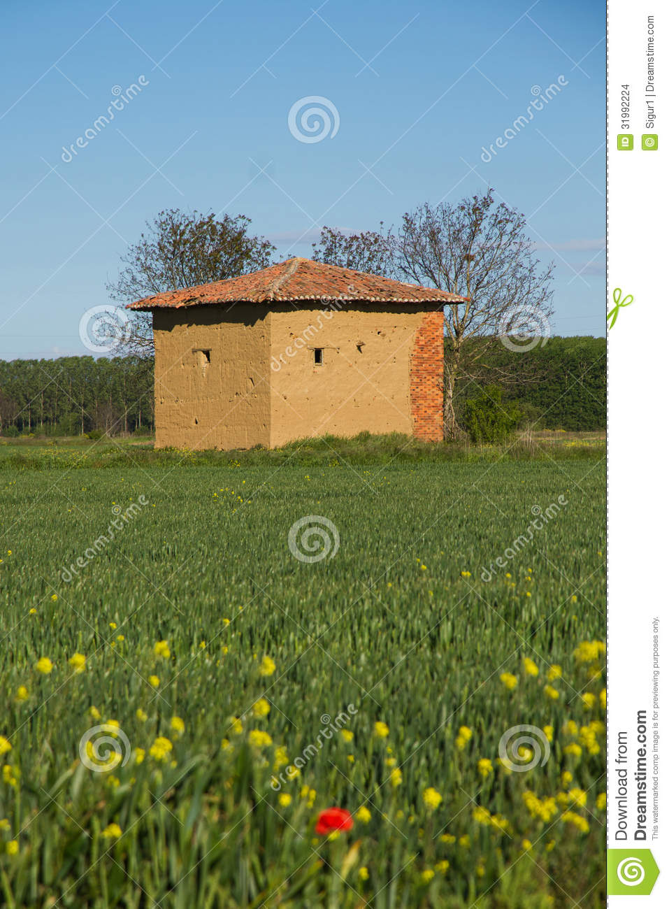 Shed Mud  Adobe  And Brick Amid Sown Grain Field With Poplar Trees In