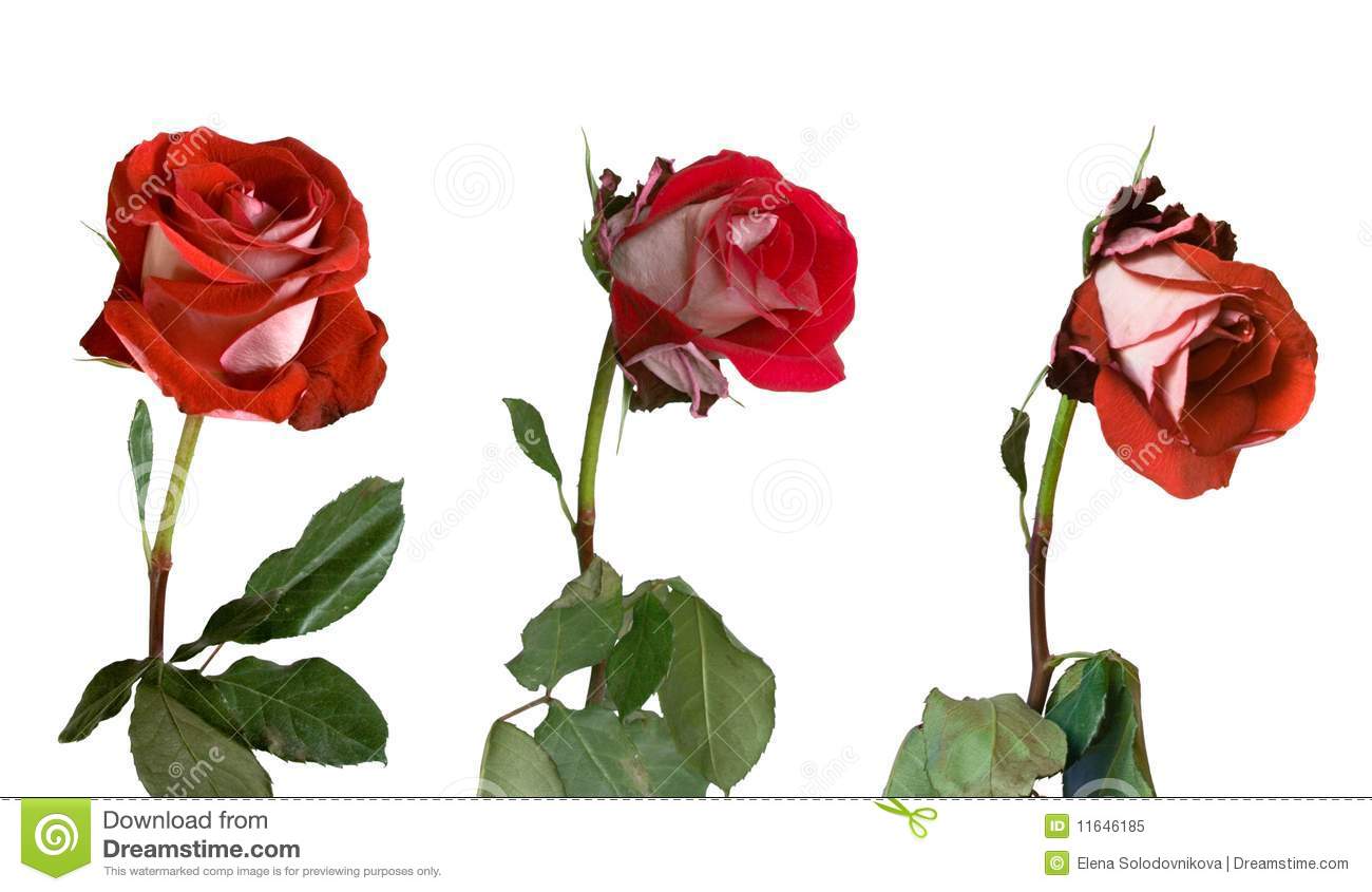 Stages Of Withering Of A Rose Royalty Free Stock Photo   Image    