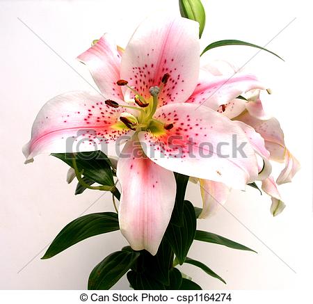 Stock Photo   Asian Lily Flower   Stock Image Images Royalty Free