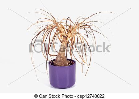 Withered Plant Clipart Withered Plant   Csp12740022