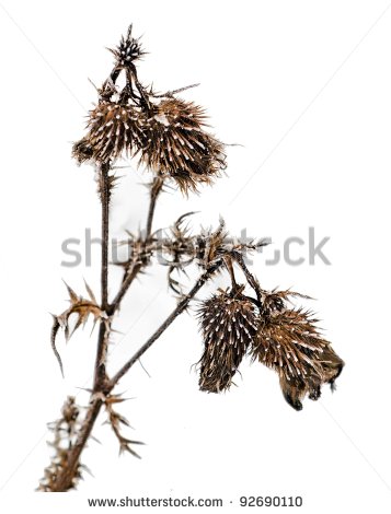 Withered Plant Clipart Withered Plant With Frost In