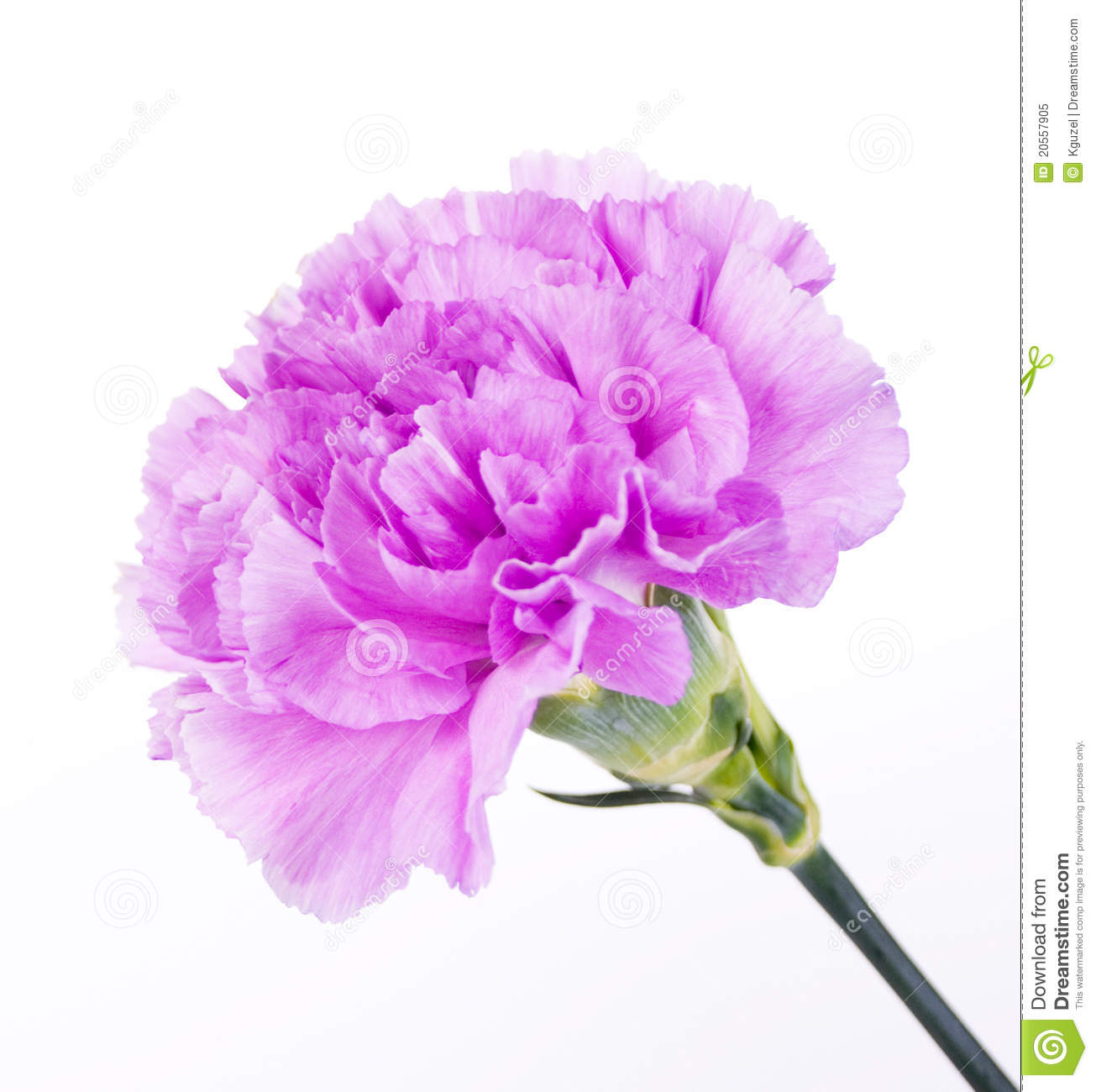 Beautiful Purple Carnation Royalty Free Stock Photo   Image  20557905