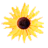 Black Eyed Susan Clipart Picture   Gif   Png Image