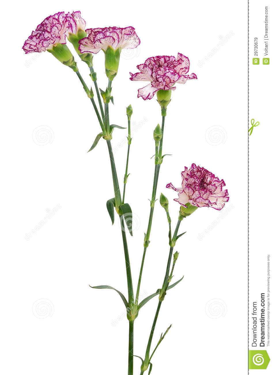 Branch Of Purple Carnation Flower Royalty Free Stock Images   Image